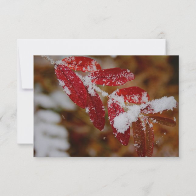Snow on Red Leaves Card (Front)