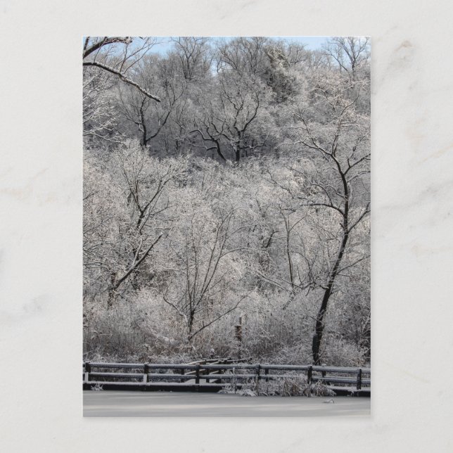 Snow On The Pond Postcard (Front)