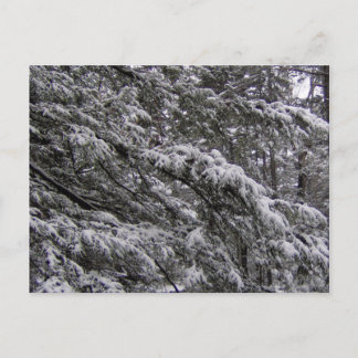 Snow on tree branches Postcard - Add your own text