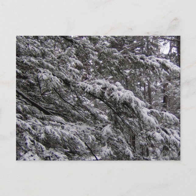 Snow on tree branches Postcard - Add your own text (Front)