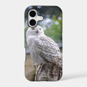 Snow owl...