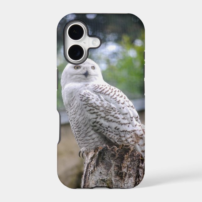 Snow owl... (Back)