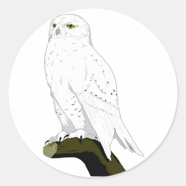 Snow Owl Classic Round Sticker (Front)