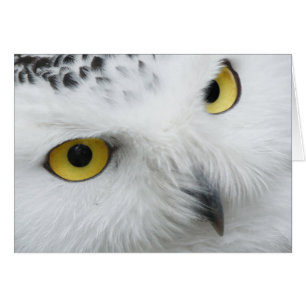 Snow Owl Eyes