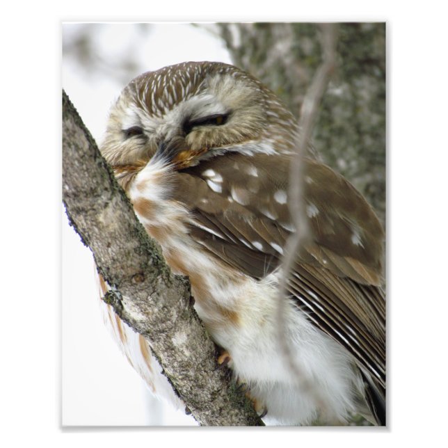 Snow Owl Photo Print (Front)