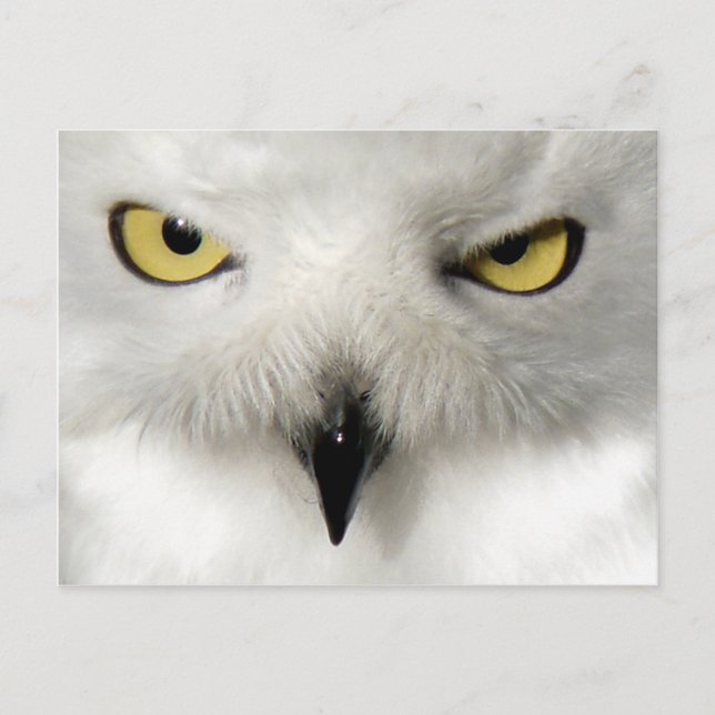 Snow Owl Post Card (Front)