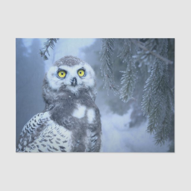 snow owl tissue paper (Front)