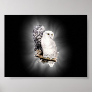snow owls poster