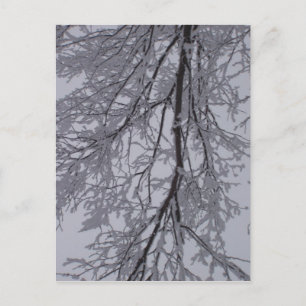 Snow pattern in the trees postcard