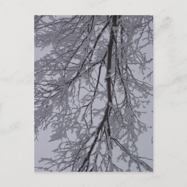 Snow pattern in the trees postcard (Front)
