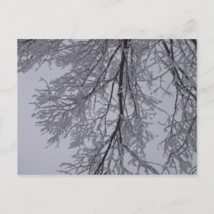 Snow pattern in the trees postcard