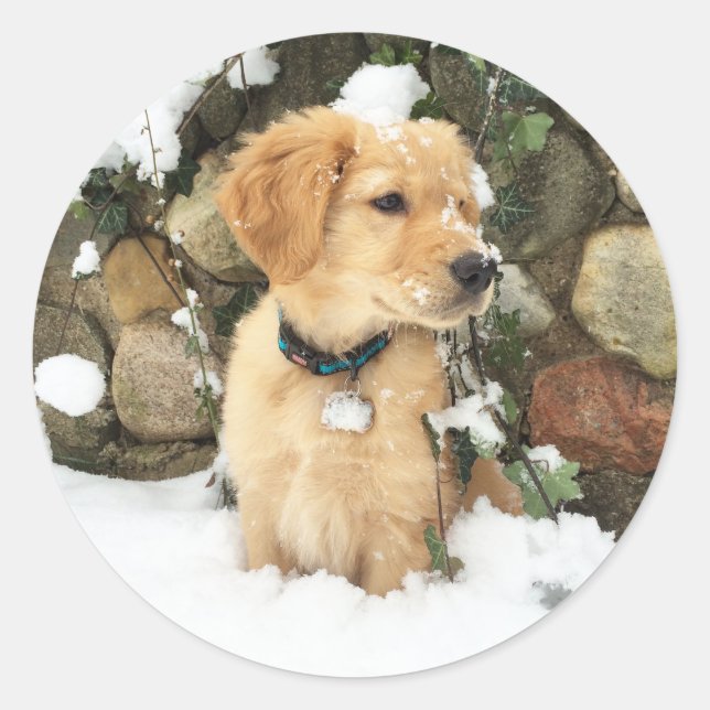 Snow Puppy Classic Round Sticker (Front)