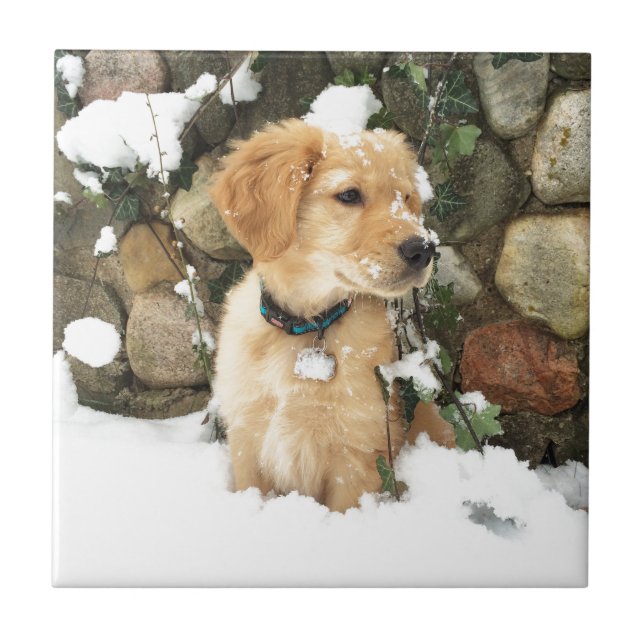 Snow Puppy dog outdoor rustic photo Tile (Front)
