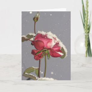 Snow Rose - red rose with snow cover Card