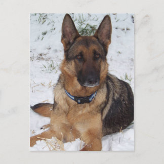 Snow Shepherd Postcard
