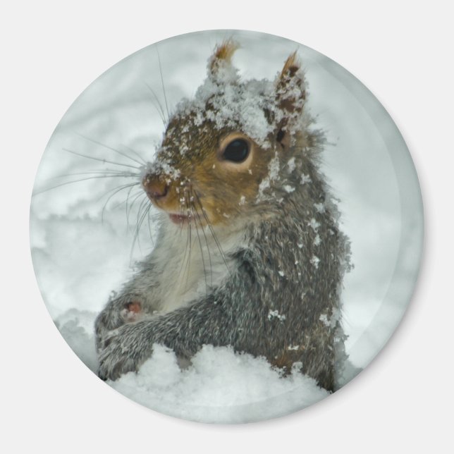 Snow Squirrel Magnet (Front)