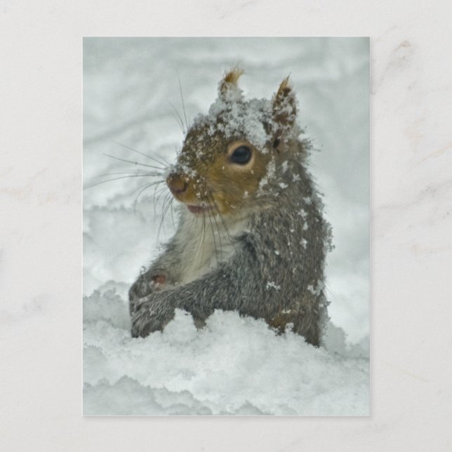 Snow Squirrel Postcard (Front)