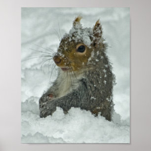Snow Squirrel Poster