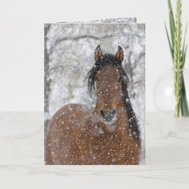 Snow Stallion Greeting Card (Front)