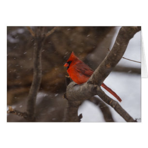Snow Storm Cardinal