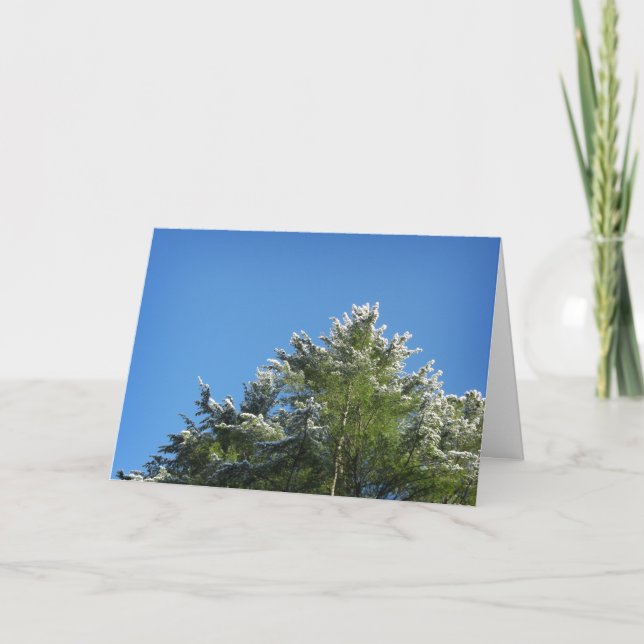 Snow-tipped Pine Tree on Blue Sky Card (Front)