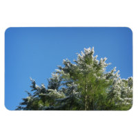 Snow-tipped Pine Tree on Blue Sky