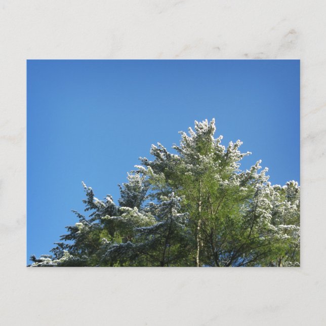 Snow-tipped Pine Tree on Blue Sky Postcard (Front)
