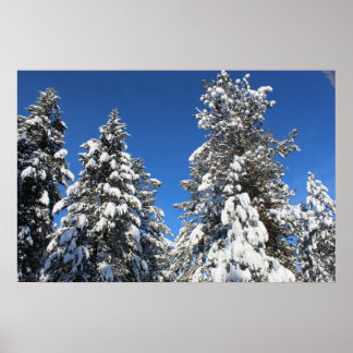 Snow top evergreen poster