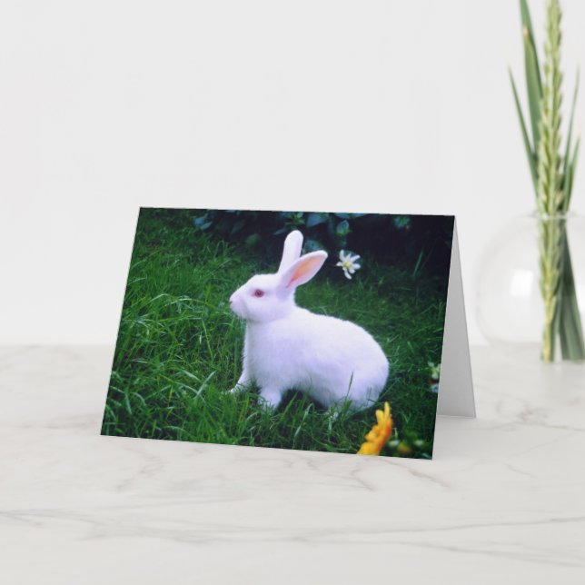 Snow white bunny rabbit holiday card (Front)