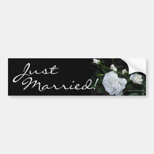 Snow White Rose - Bumper Sticker