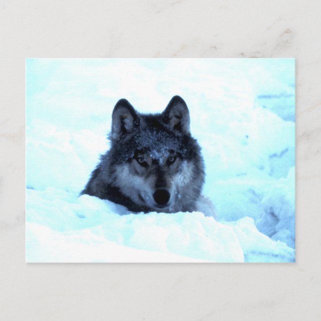 Snow Wolf  Wolves Postcard (Front)