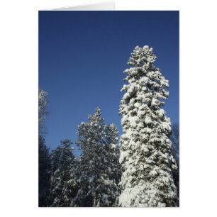 Snow Wrapped Pine Tree- Blank Card