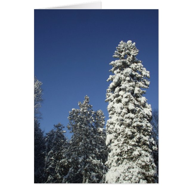 Snow Wrapped Pine Tree- Blank Card (Front)