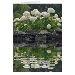 Snowball Bush Hydrangea