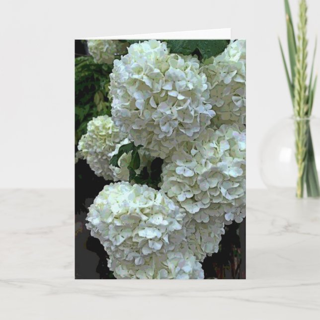 Snowball Hydrangea 2 Card (Front)
