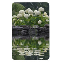 Snowball Hydrangea With Reflections