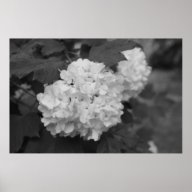 Snowball in Spring Poster (Front)