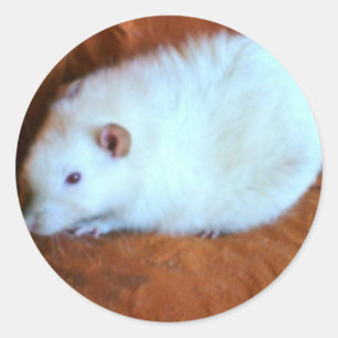 Snowball White Rat Sticker