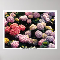 Snowballs in Pink and Purple by TDGallery