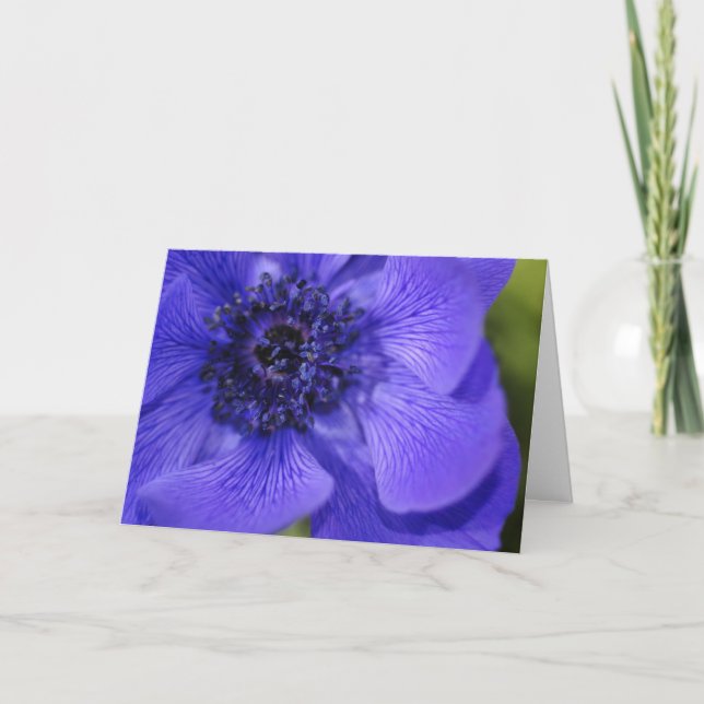 Snowcatcher Blue Windflower Birthday Card (Front)