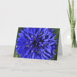 Snowcatcher Cornflower Birthday Card