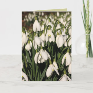 Snowdrop Card