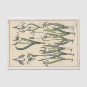 Snowdrop, Eugene Grasset's Botany Series Tissue Paper