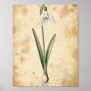 Snowdrop Flower and Bulb Botanical Poster