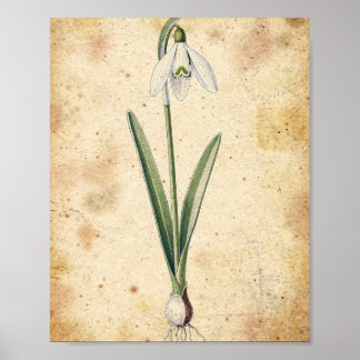 Snowdrop Flower and Bulb Botanical Poster