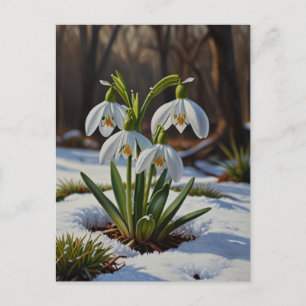 Snowdrop flowers Postcard