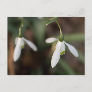 Snowdrop Flowers Postcard