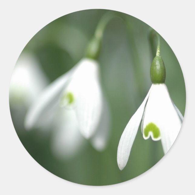 snowdrop, from the flower gift collection classic round sticker (Front)