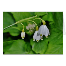 Snowdrop Gift Card