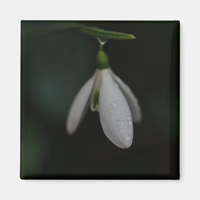 Snowdrop Magnet (Front)